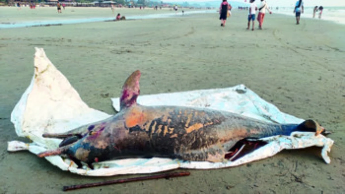 Dolphin Death