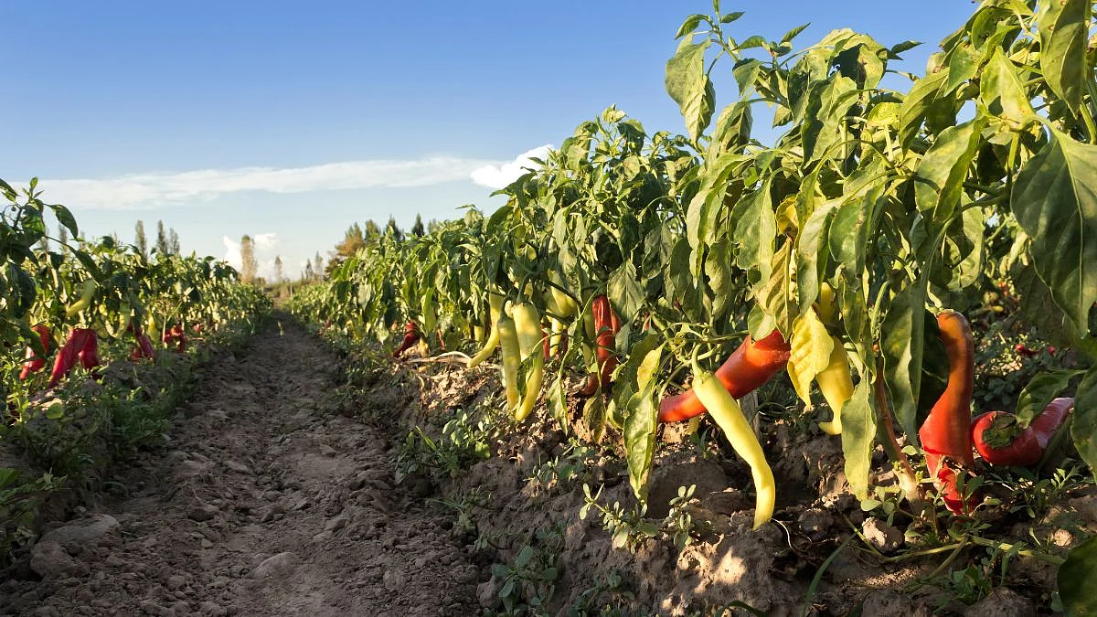 Arambol Chili Farming: |