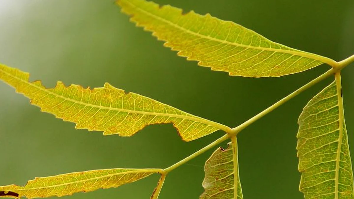 Neem Health Benefits