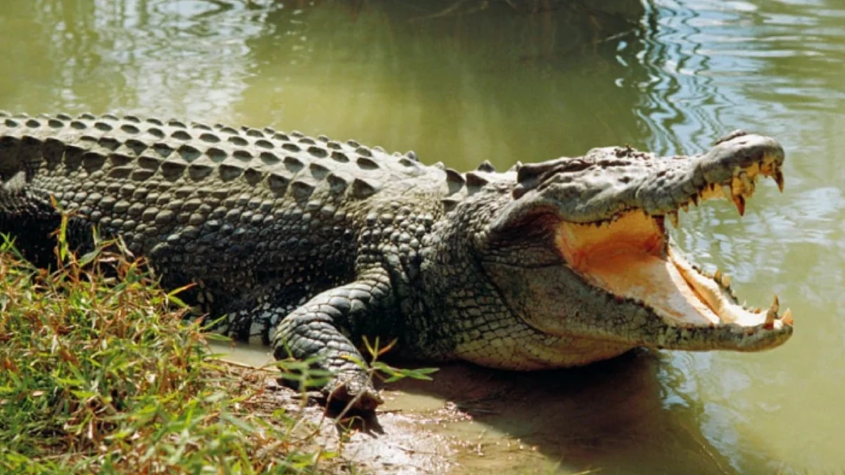 Crocodile