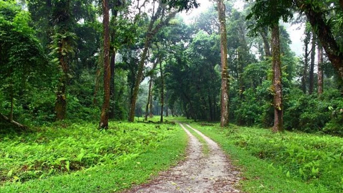 Forest News