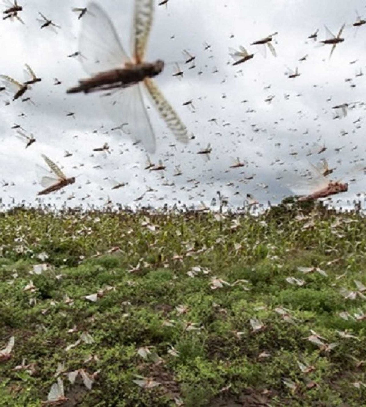 Стая саранчи. Нашествие саранчи. Саранча пустынна рой. Миграция саранчи. Саранча гигантская нашествие.