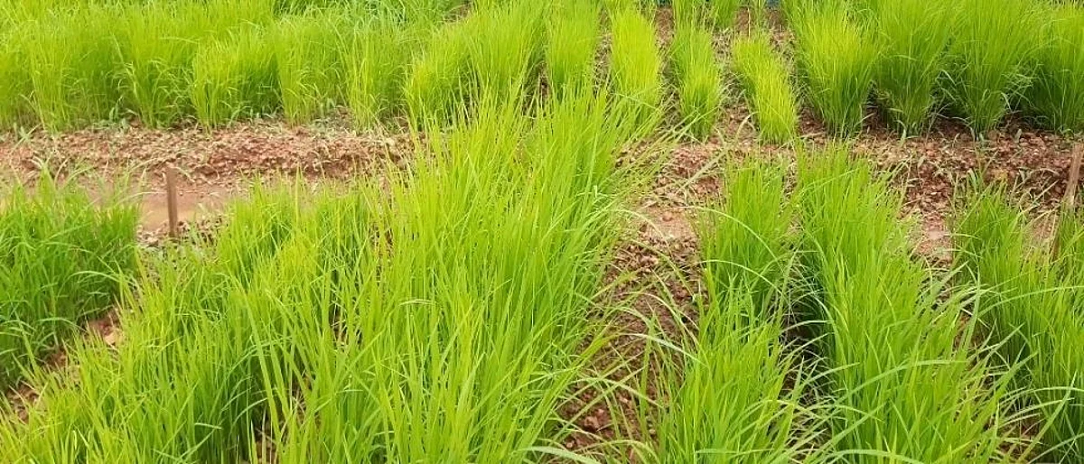 'भात शेती साठी गुणवत्तापूर्ण आणि खात्रीपूर्वक रोपांची निवड महत्त्वाची'