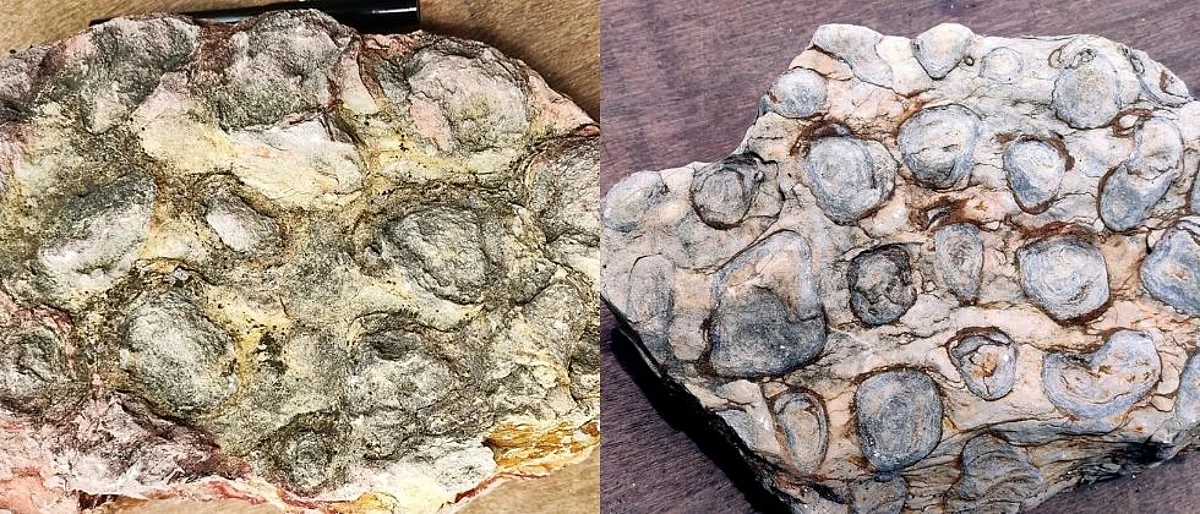 महाराष्ट्रात आढळले समुद्र स्ट्रोमाटॉलाइटसारखे दुर्मीळ जीवाश्म