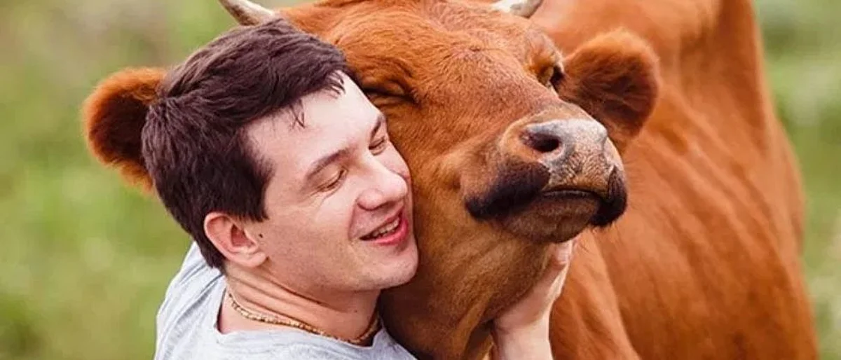 गाईला मिठी मारा आणि ताणतणावातून मुक्त व्हा; अमेरिकेत ट्रेंड होतोय Cow Hug