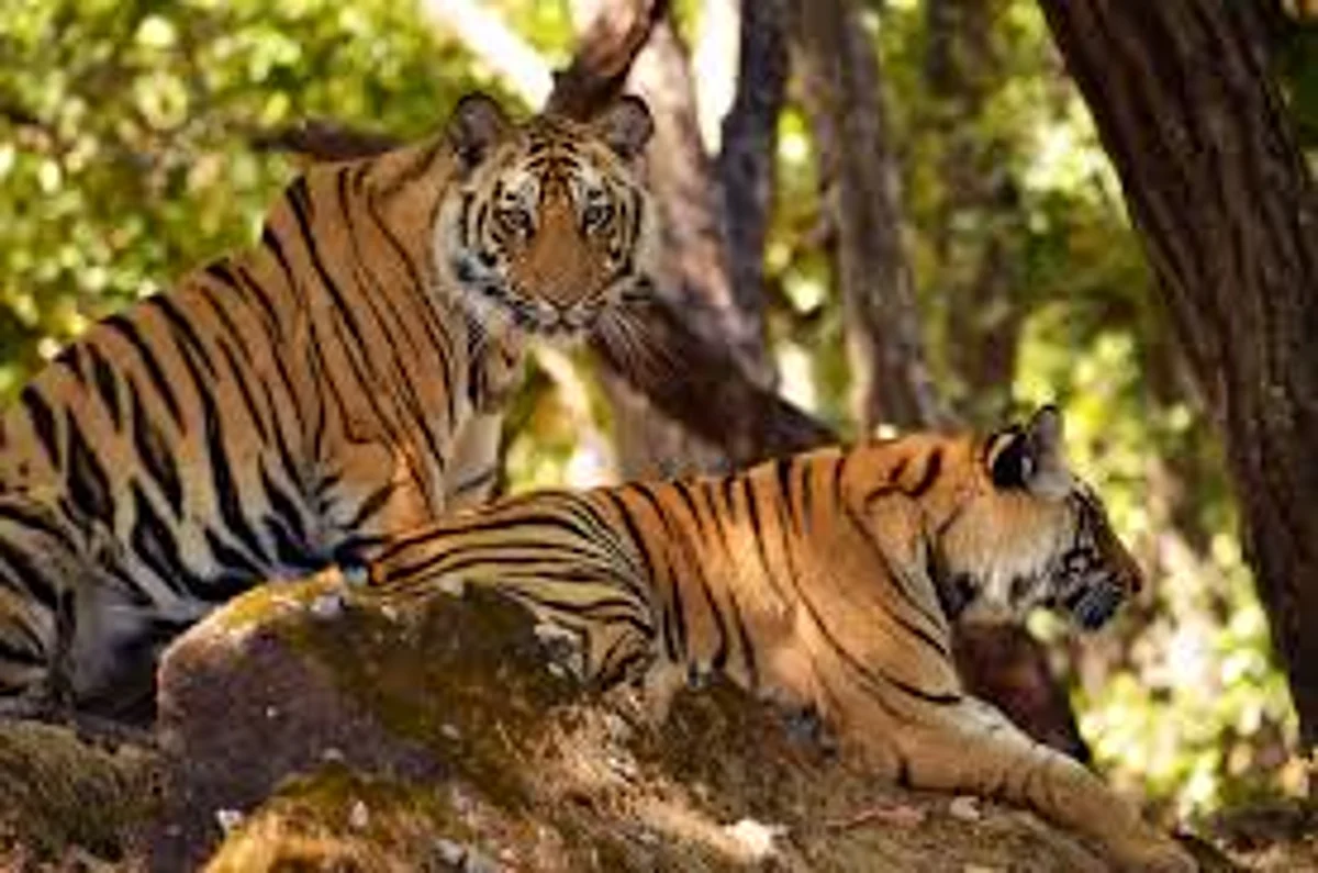 Tiger Project| Mahadayi Wildlife Sanctuary