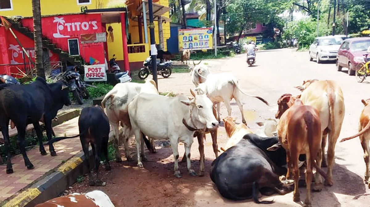 Cattle