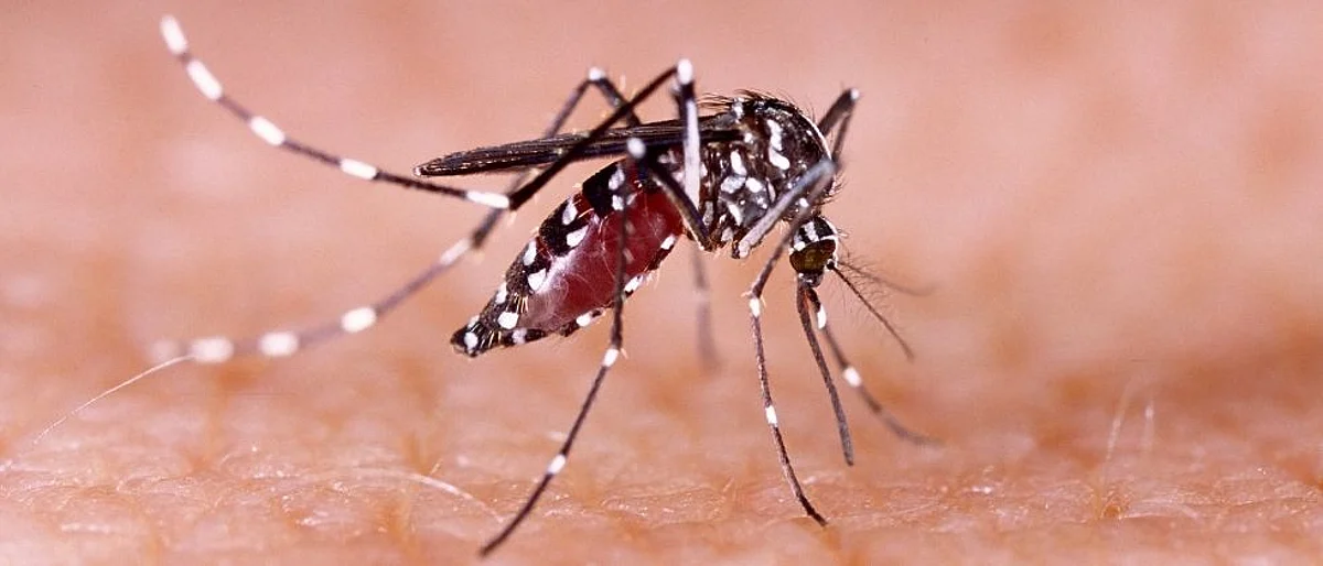 वास्कोतील चिकन मार्केटबाहेर कचऱ्यामुळे पसरतेय डेंग्युची भीती