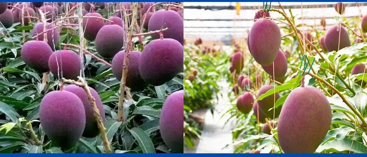 मध्यप्रदेशात आकर्षक मियाझाकी आंब्यांनी खाल्ला लाखांचा भाव