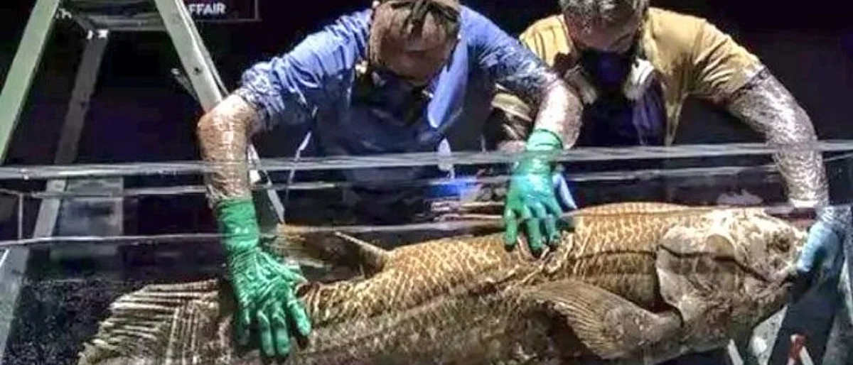 Coelacanth: 42 कोटी वर्ष जुन्या माशांचा लागला शोध, 100 वर्ष जगतात, 5 वर्ष गर्भवती राहतात