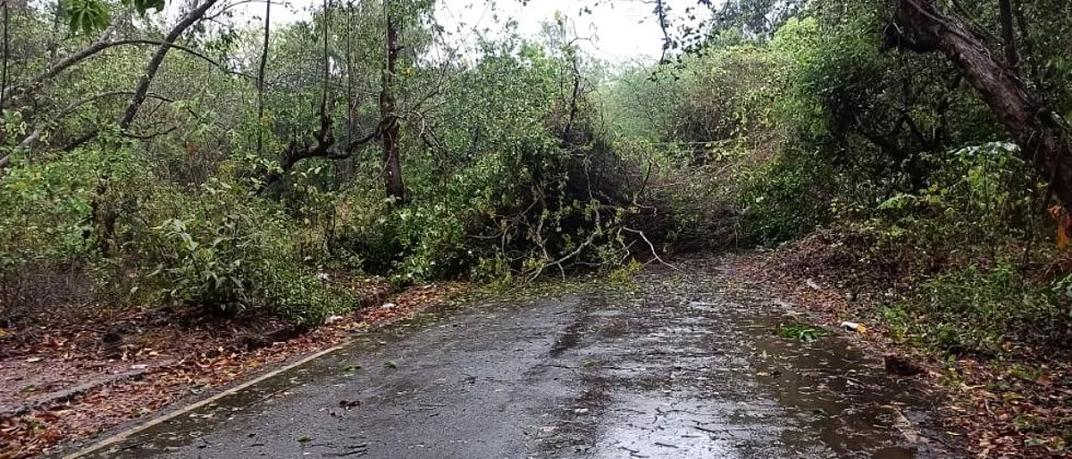 Cyclone Tauktae: झाडं पडले, छतं उडाले, गोव्यात तौकतेचे थैमान...