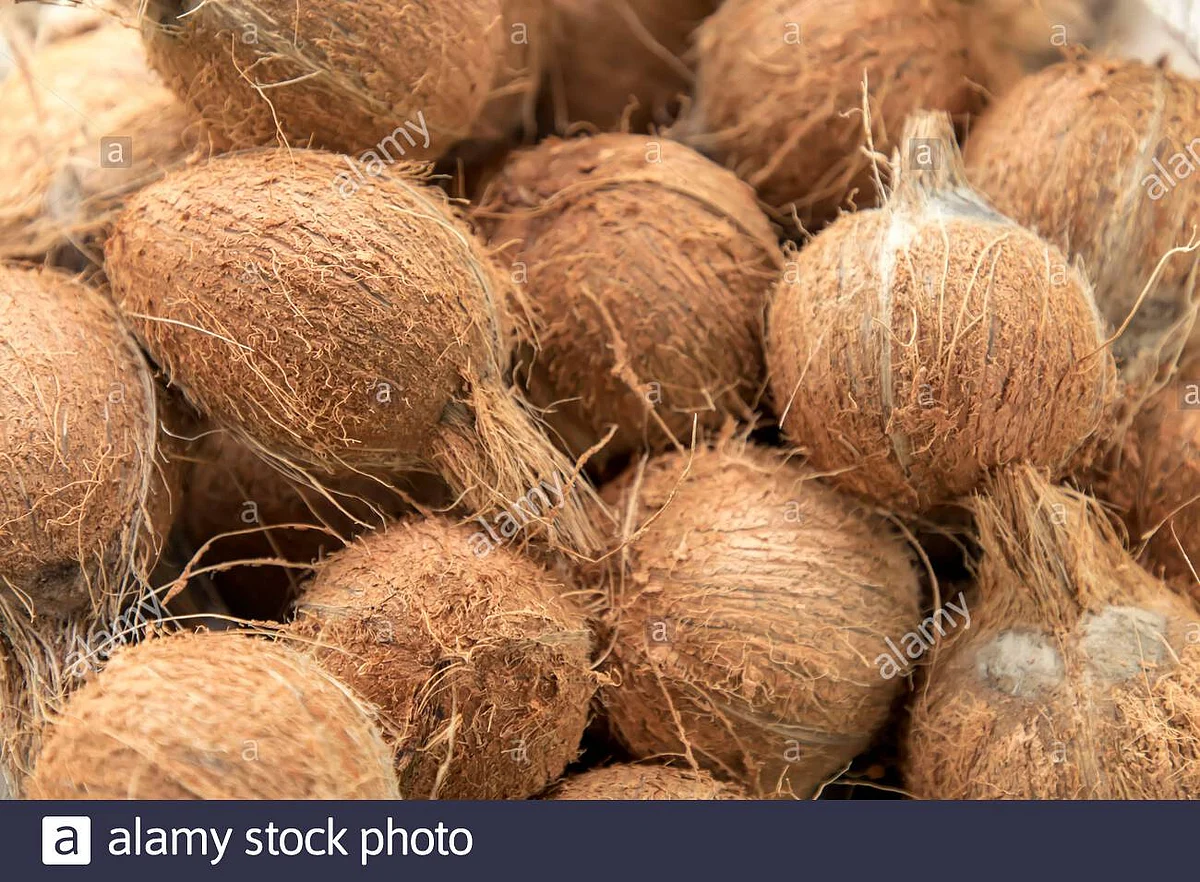 coconut price
