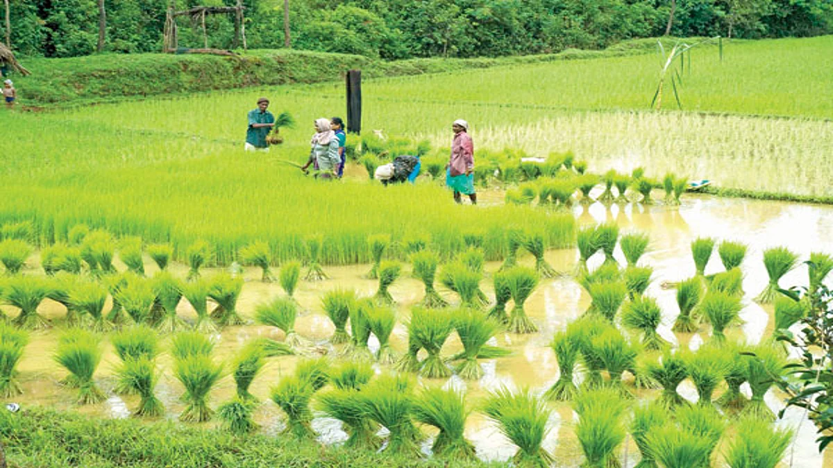 Farm