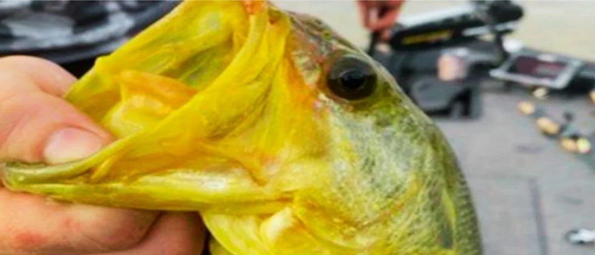 Golden Fish Bass