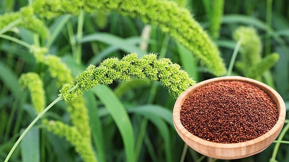 नाचणी लागवडीसाठी १५ एप्रिलपासून जागृती awareness for Millet Farming