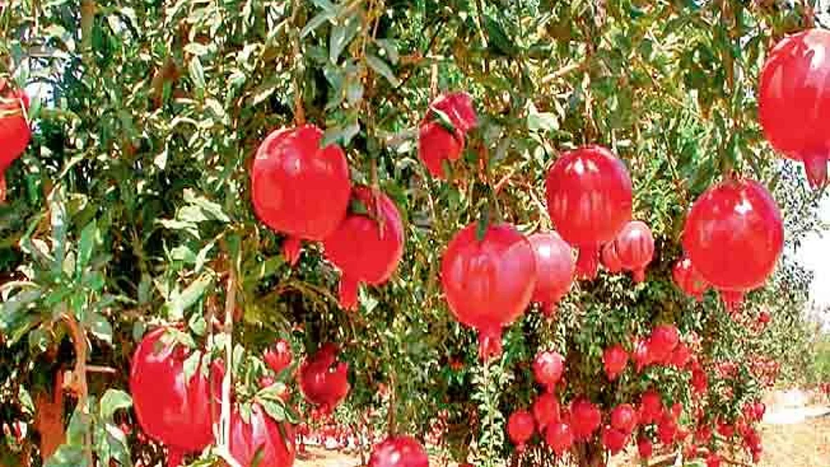 जास्त पावसाचा समावेशाने विमा परताव्याची शक्यता कमी