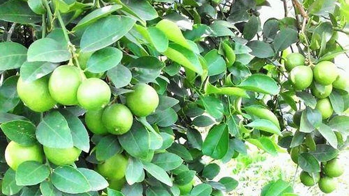 खान्देशातील लिंबूला सुरत बाजारपेठेत मागणी