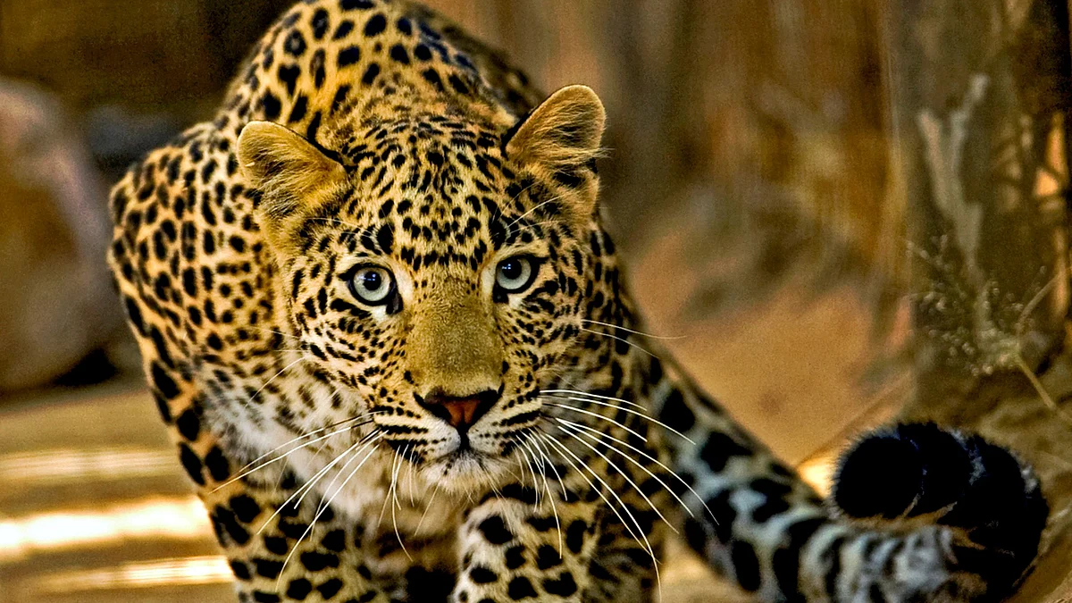 Long way to prove innocence for leopards