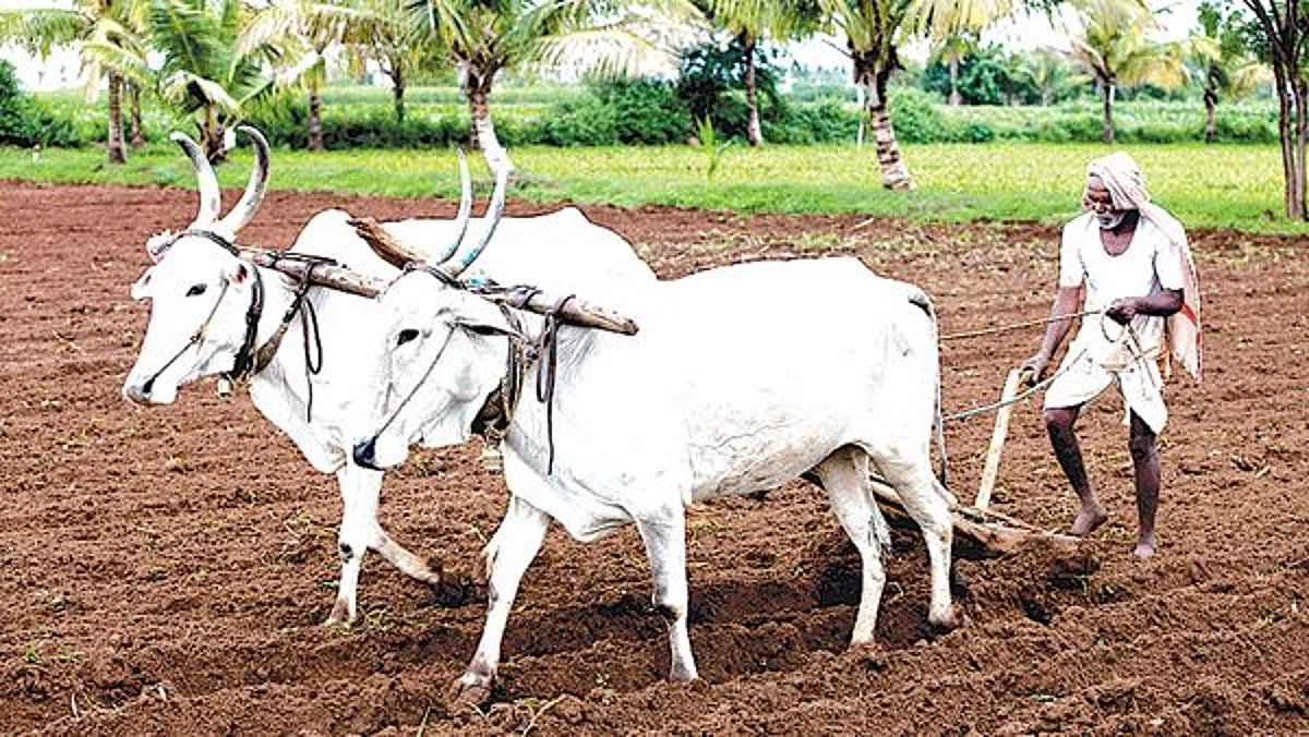 पावसाच्या आगमनानुसारच करा पेरणीचे नियोजन