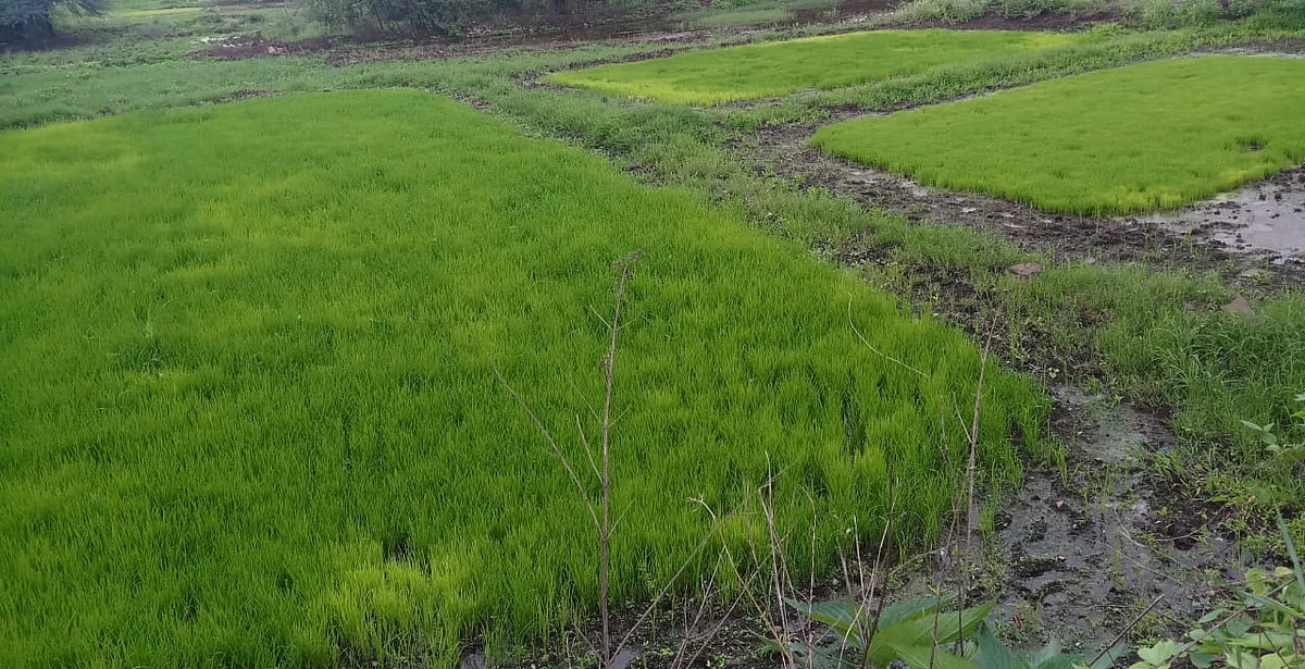 इगतपुरी : पावसाने पुन्हा दडी मारल्याने भात आवण्या रखडल्या