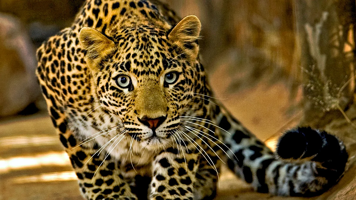 Leopard cub entrapped in Palse