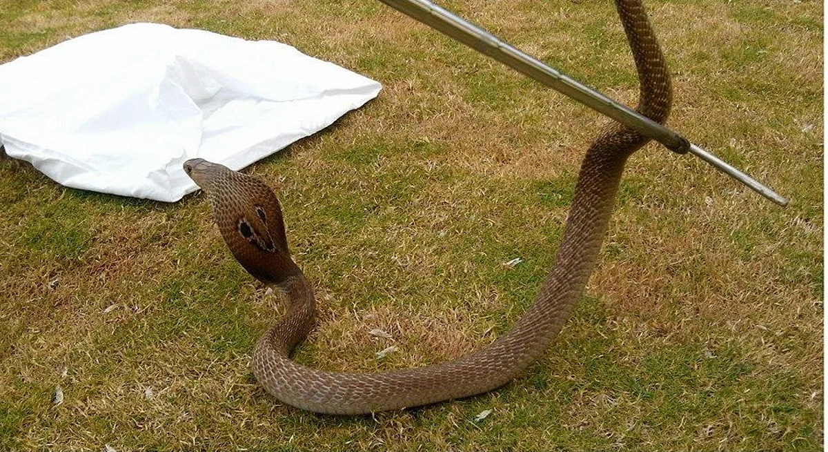 District records 380 snake bite cases