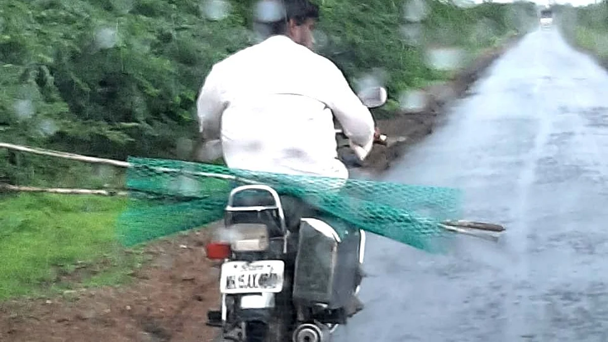 सिन्नर : झाडांभोवतीच्या संरक्षक जाळ्यांची चोरी