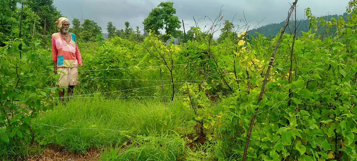हरसूल : दहा एकरावर फुलविली करटोल बाग