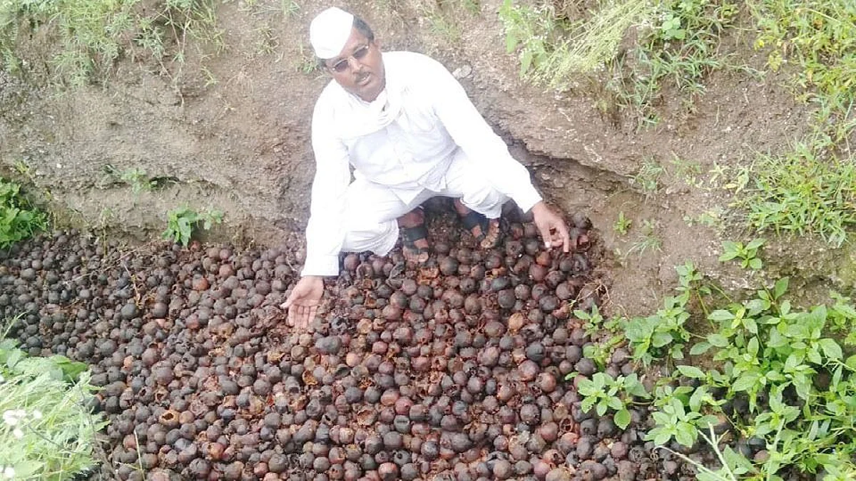 डाळिंबावर तेल्या रोगाचे थैमान