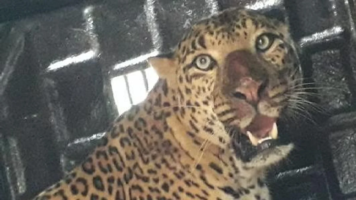 Two leopard trapped