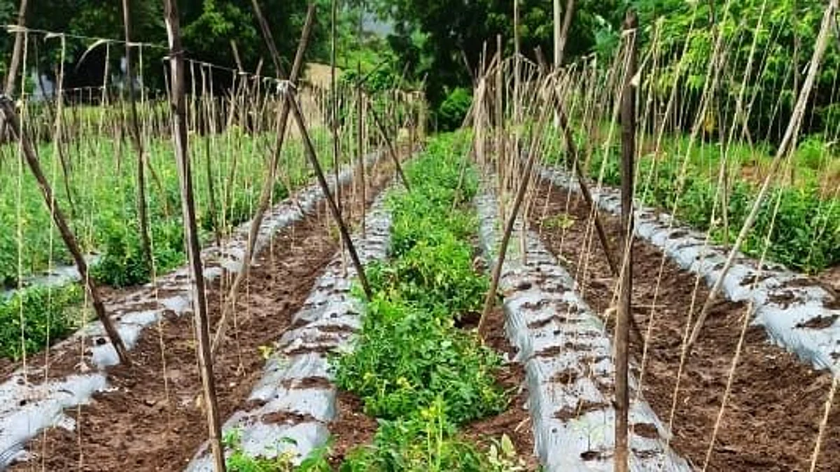 सिन्नर : शेतकऱ्यांनी टोमॅटो उपटून फेकले