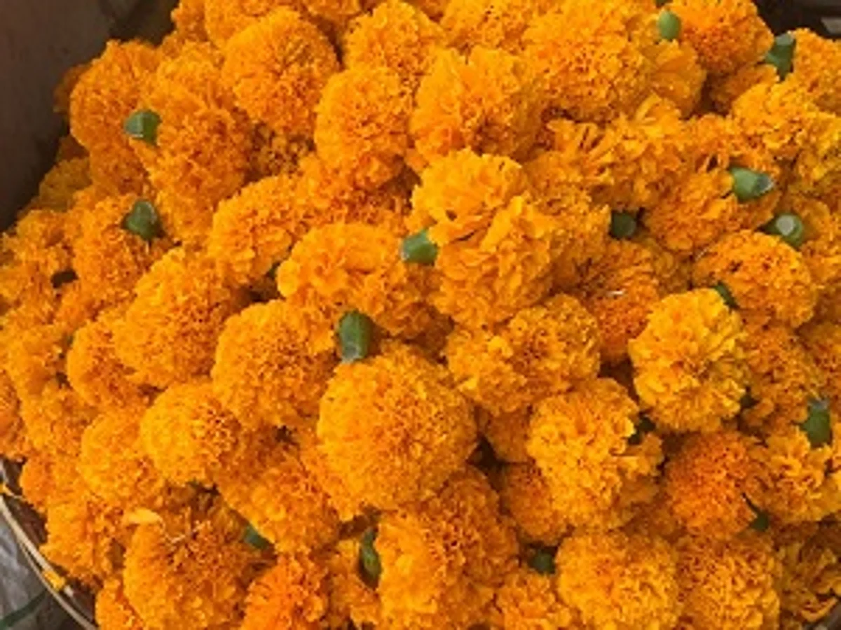 साई मंदिर परिसरात गुलाब, झेंडू विक्रीस परवानगी द्यावी - चौधरी