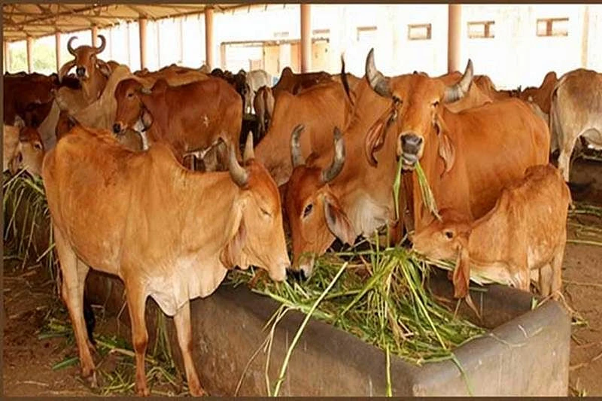पुन्हा तीन गायी दगावल्या