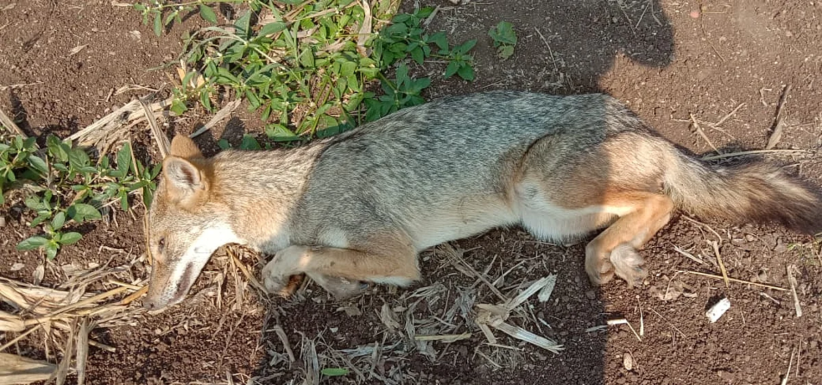 Jackal plays dead to escape itself