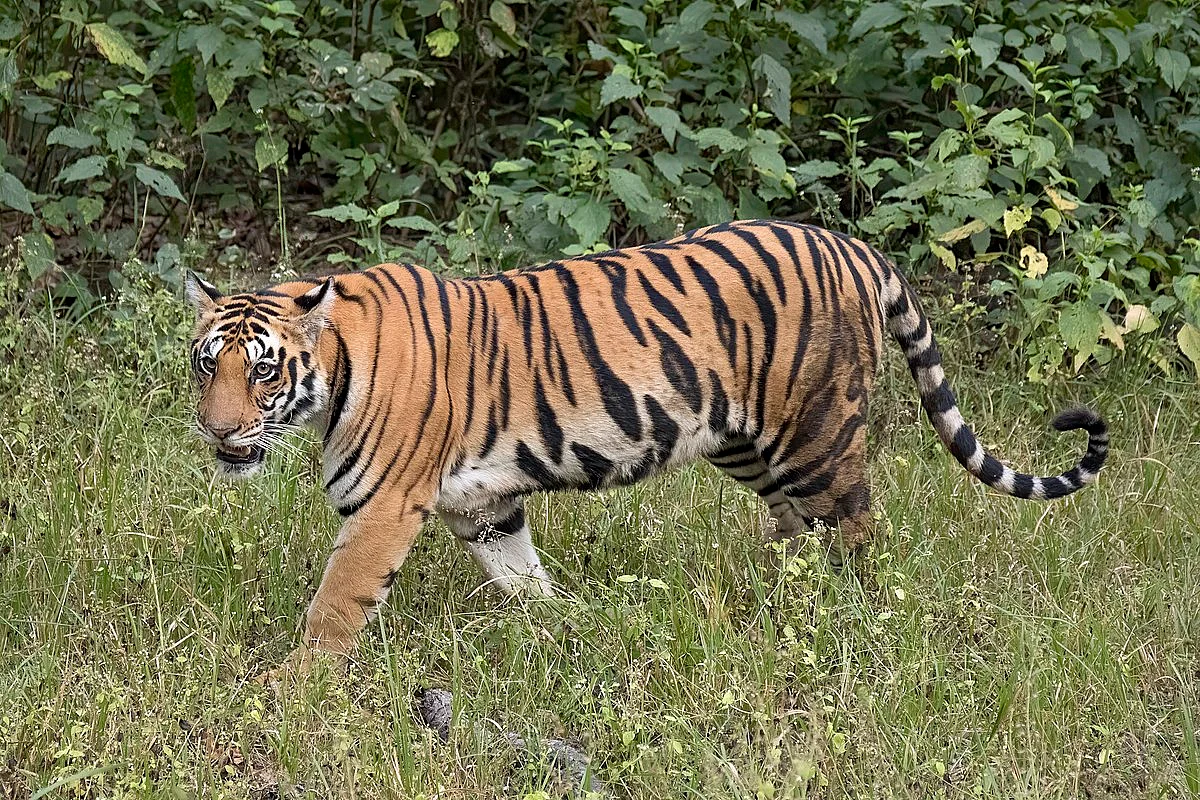 वन्यजीव रक्षण गरजेचे
