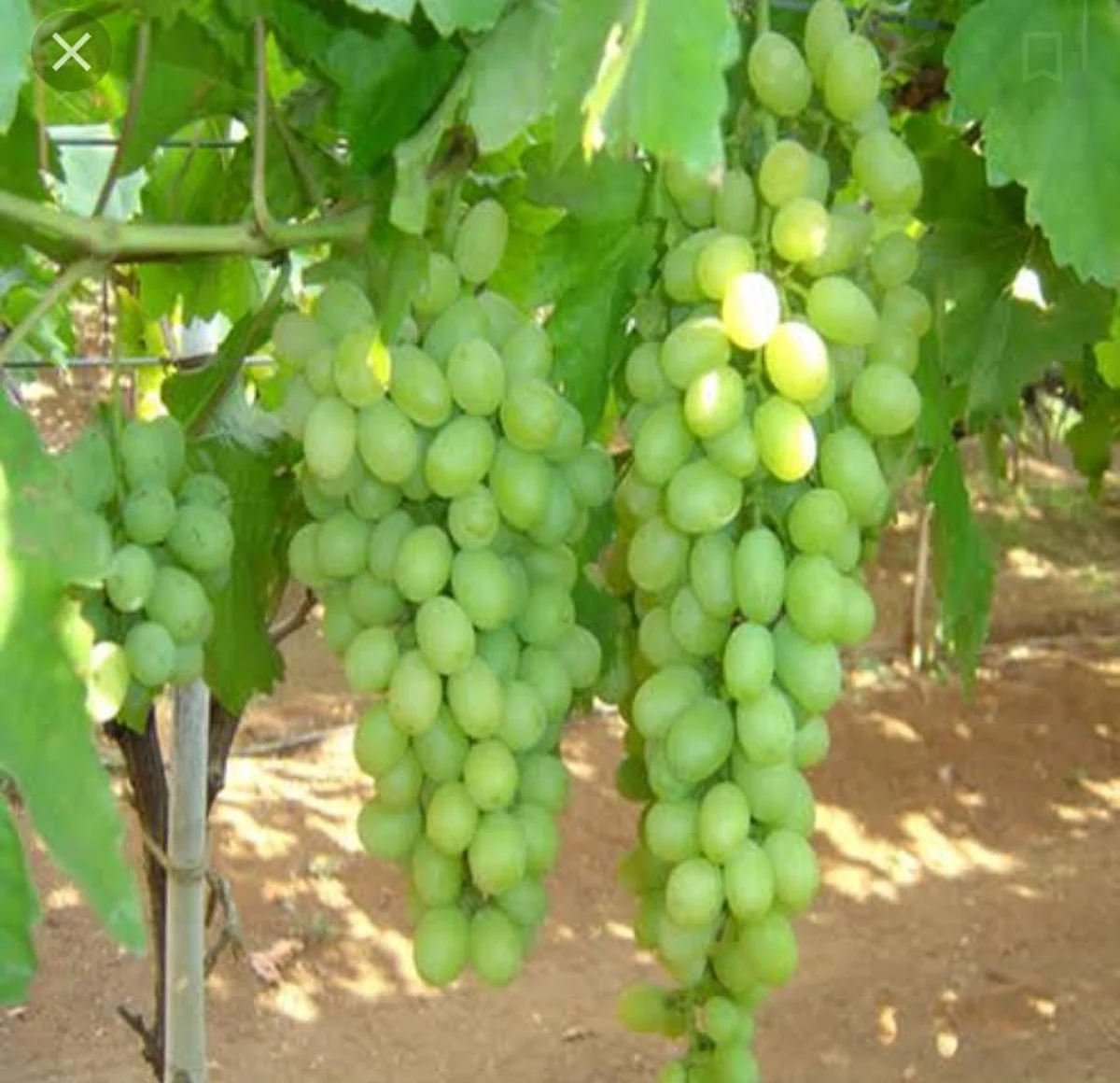 13000 plots registered for grapes export
