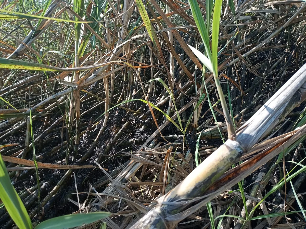 Fire destroys sugarcane crop worth in lakhs