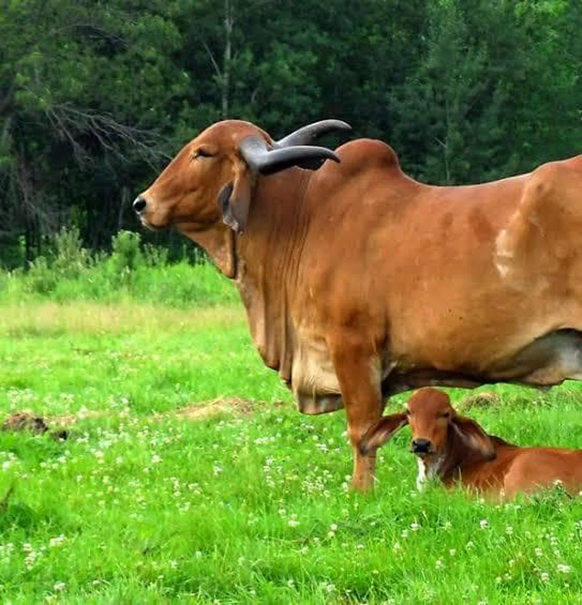 Farmers to get cows, goats