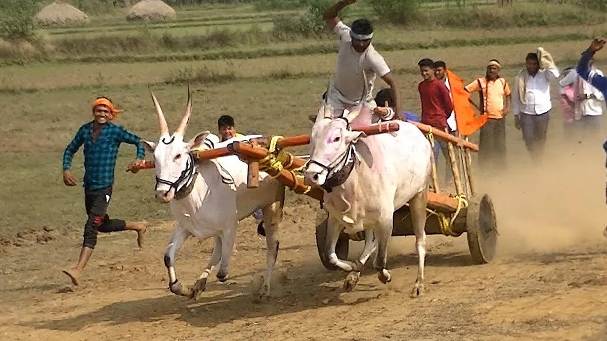 बैलगाडा शर्यत अंगलट; शिवसेनेच्या माजी आमदाराला कोणत्याही क्षणी अटक