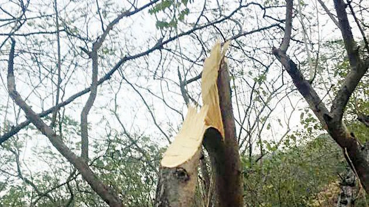 विनापरवानगी वृक्षतोड केल्यास लाखाचा दंड