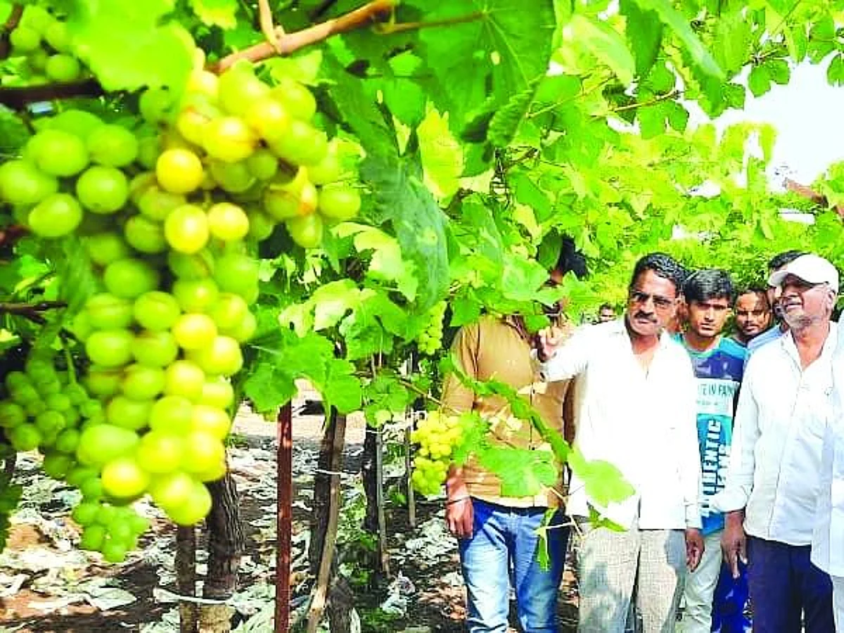 Unseasonal rains damage crops on 6,516 hectares