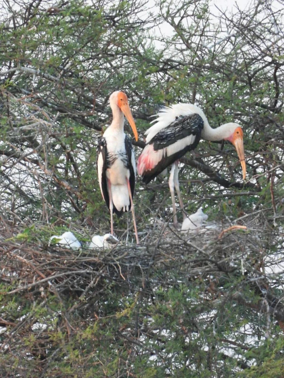 Nandurmadhyameshwar: Painted Stork forming nesting colonies