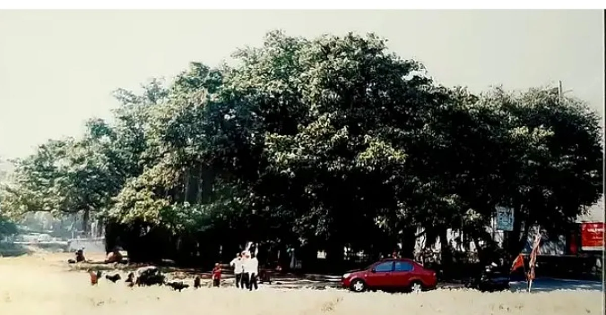 250-year old banyan tree may get heritage tag
