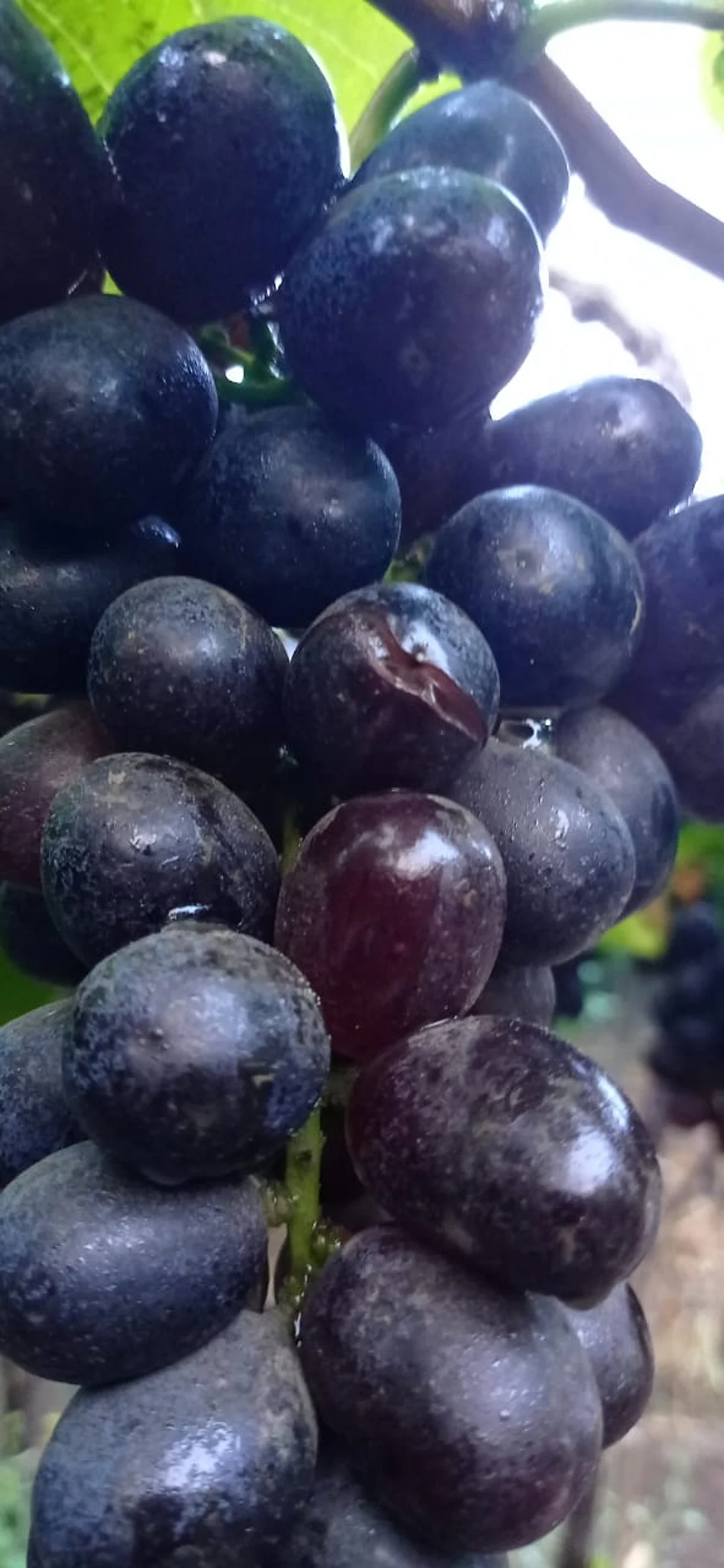 Rains turn prospects sour for grape growers