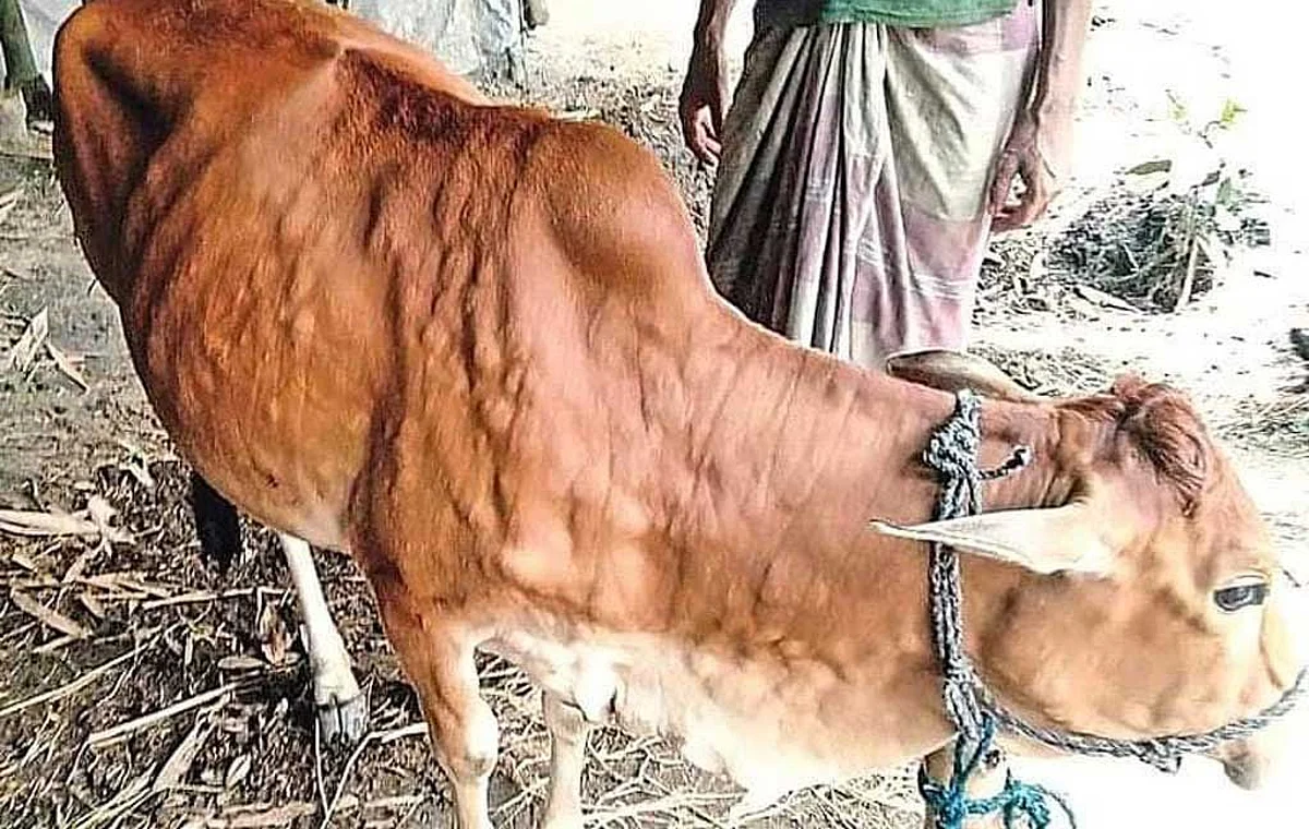 लम्पी स्किन दहा तालुके व्यापले