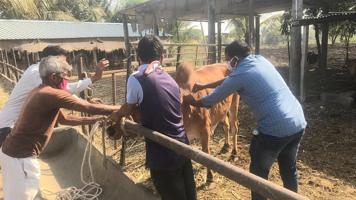 लाळ्या-खुरकुतासह घटसर्प सदृश्य आजाराने 22 जनावरे दगावली