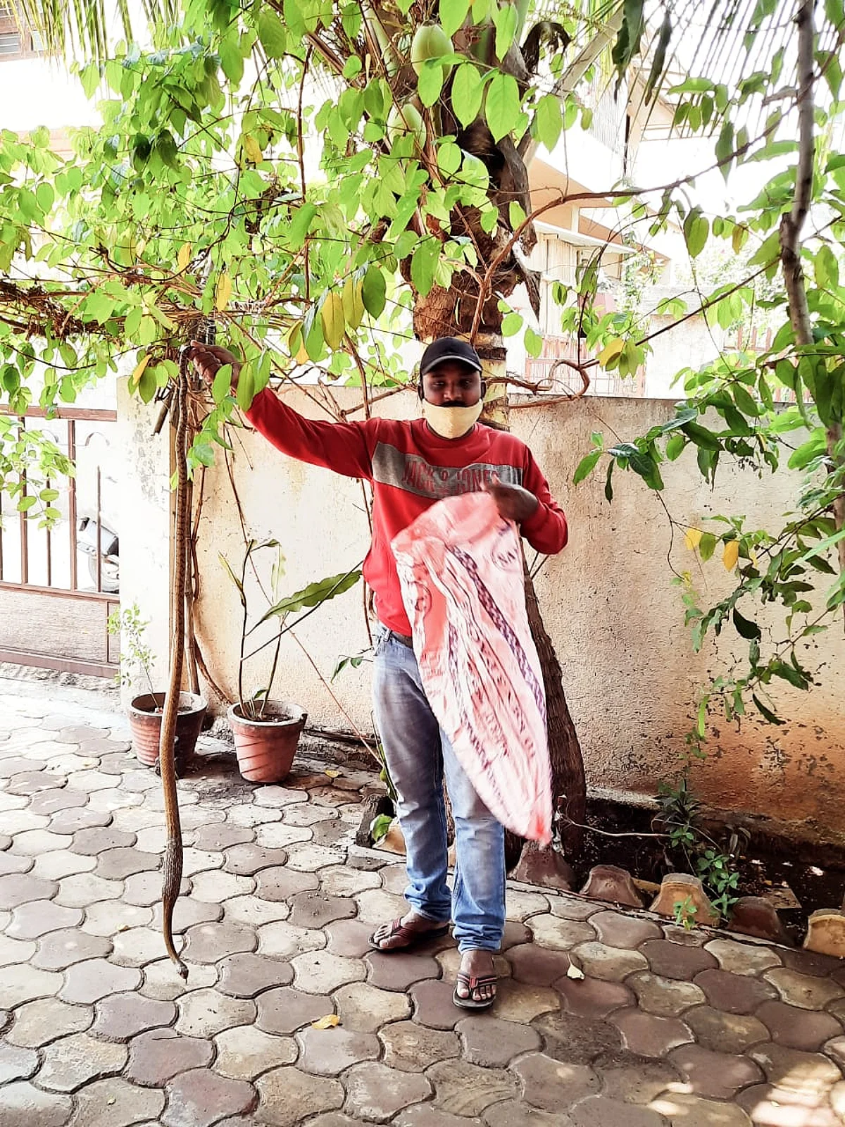 देवळालीत दहा फुटी धामण जेरबंद