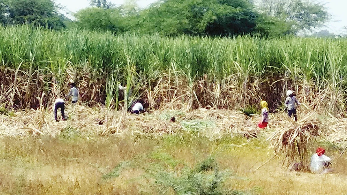 ऊस तोडणी करीता मजूर-मुकादमांनी पैशाची मागणी केल्यास कारवाई करा