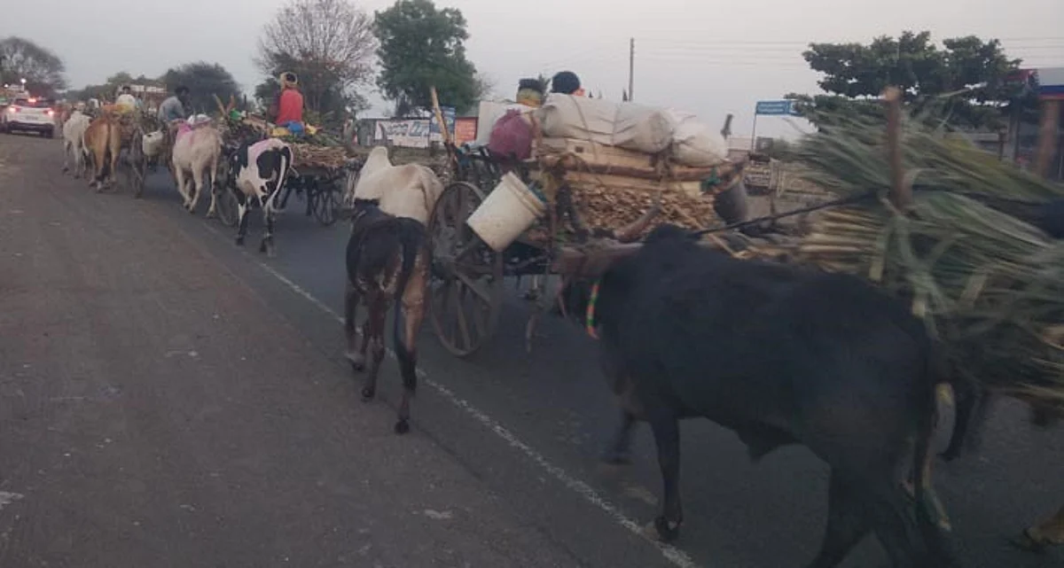निफाड तालुक्यात उसतोड मजुरांची घरवापसी