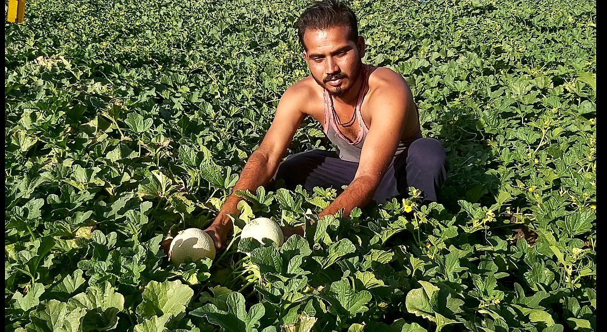 लॉकडाऊनच्या भितीने राहुरीच्या पूर्वभागात टरबूज शेती तोट्यात